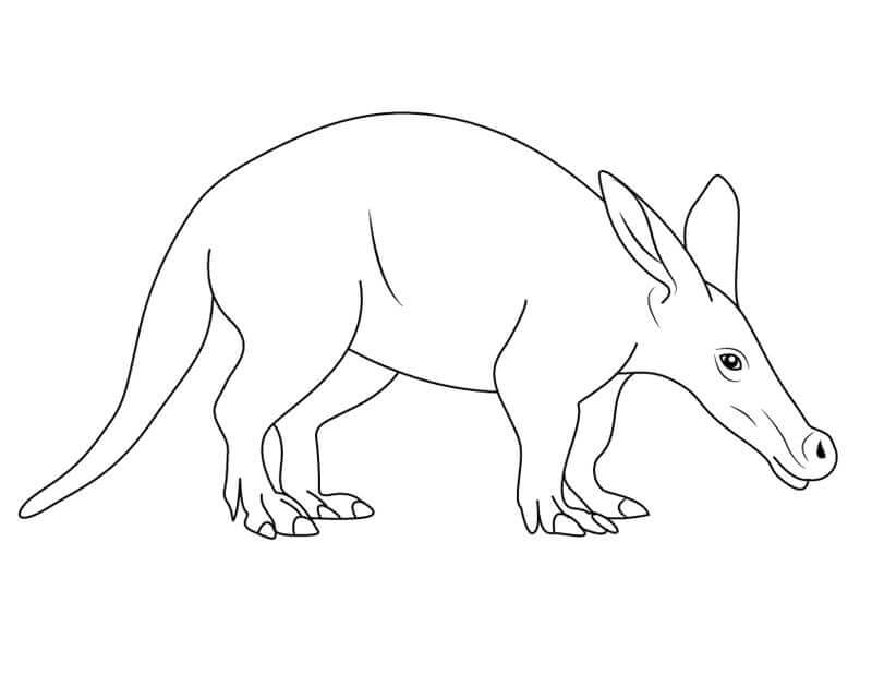 Dibujo de Aardvark Normal para Colorear