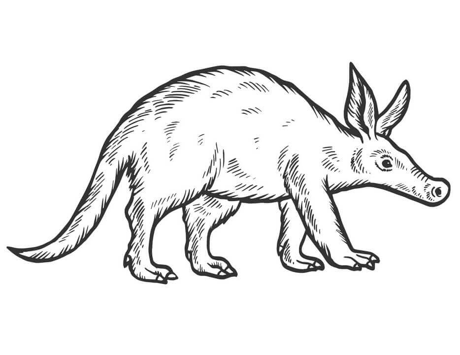 Dibujo de Cerdo Hormiguero Bsico para Colorear