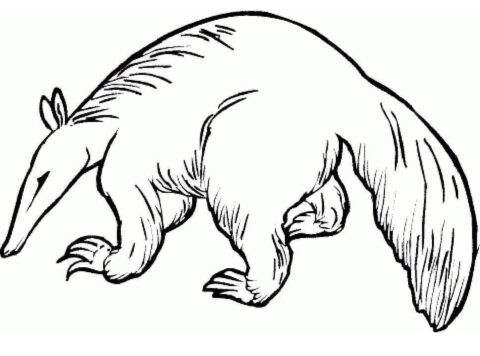Dibujo de Oso Hormiguero Salvaje para Colorear