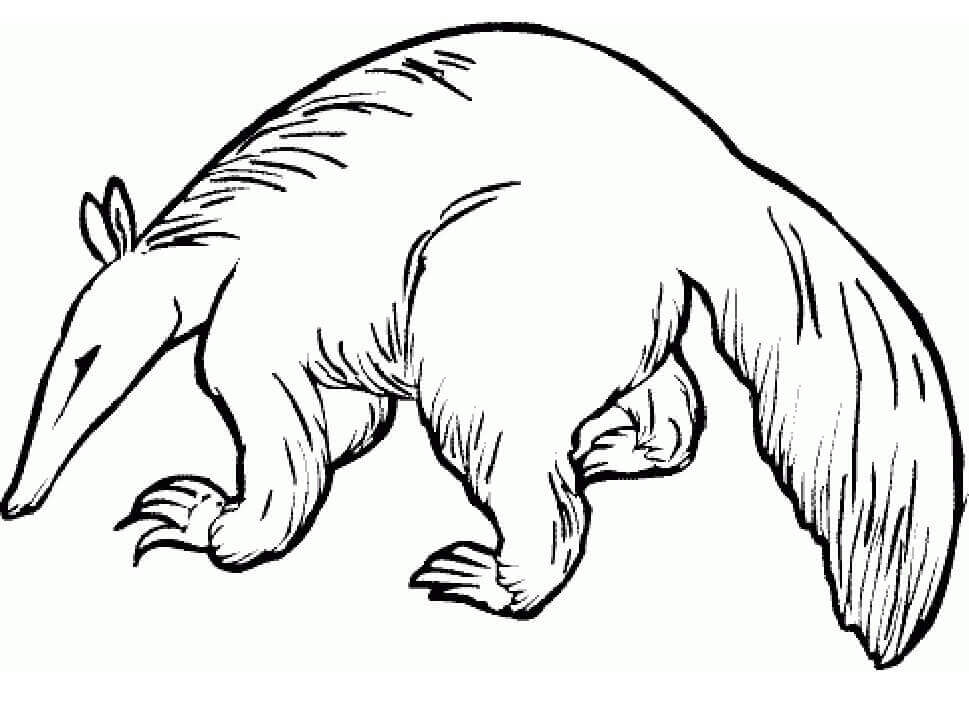 Dibujo de Oso Hormiguero Salvaje para Colorear