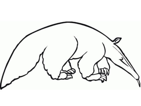 Dibujo de Un Oso Hormiguero Normal para Colorear