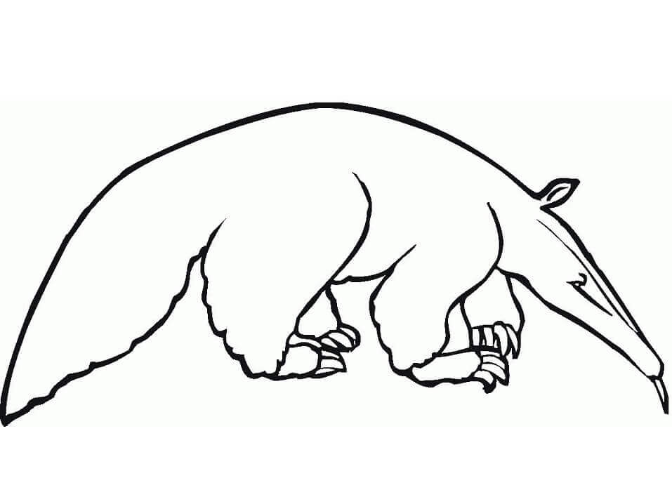 Dibujo de Un Oso Hormiguero Normal para Colorear