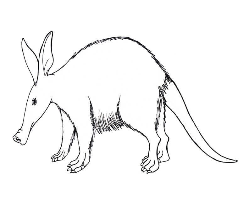 Dibujo de Un Oso Hormiguero para Colorear
