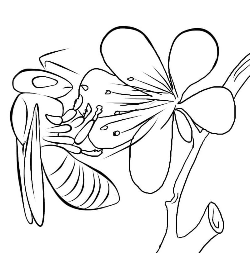 Dibujo de Abeja básica con Flor para Colorear