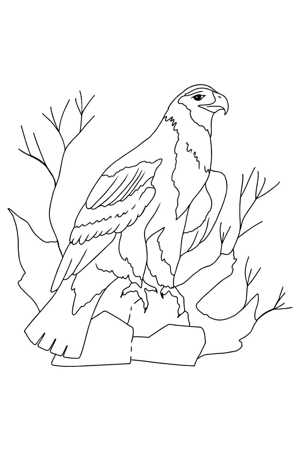 Dibujo de Águila Adorable para Colorear