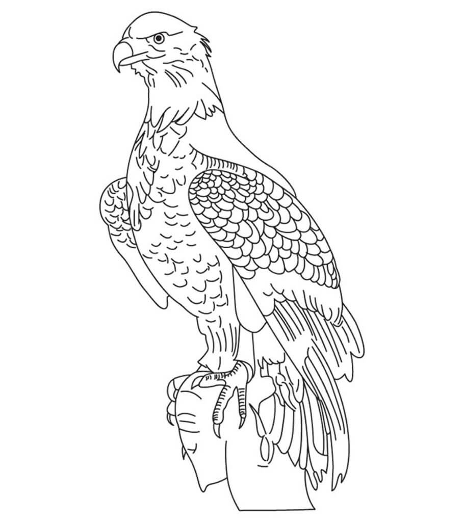 Dibujo de Águila básica para Colorear