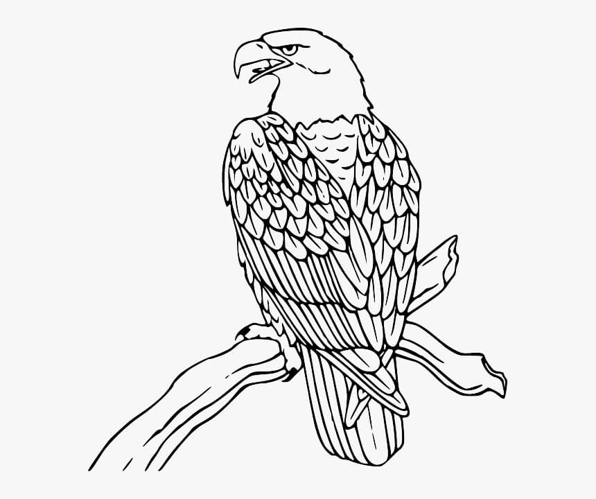 Dibujo de Águila Calva de Pie en la Rama de un árbol para Colorear