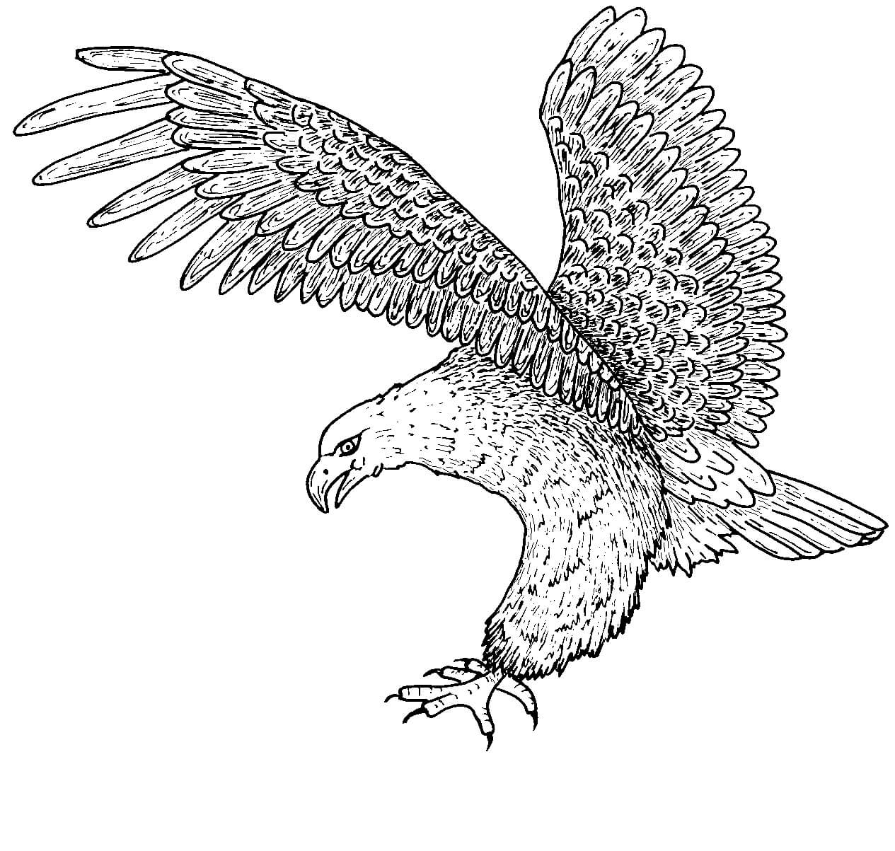 Dibujo de Águila Calva Es para Adultos para Colorear