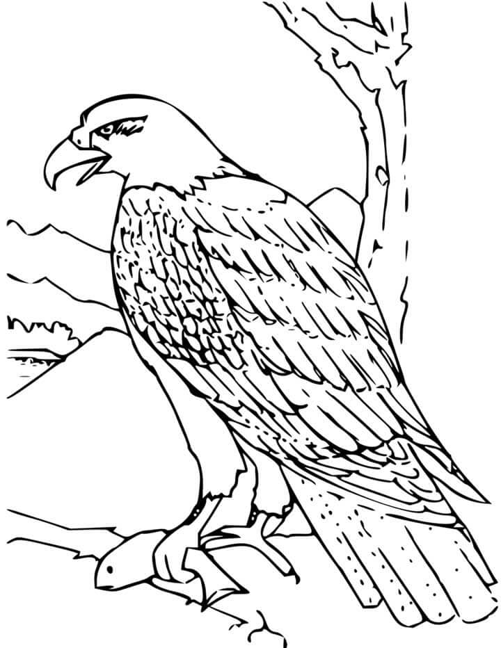 Dibujo de Águila Calva para Colorear