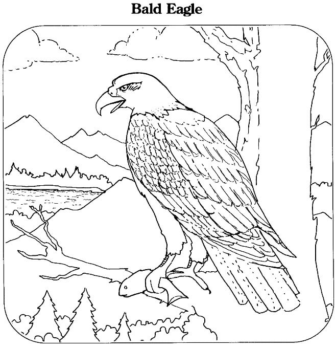 Dibujo de Águila de Pie en la Rama de un árbol para Colorear