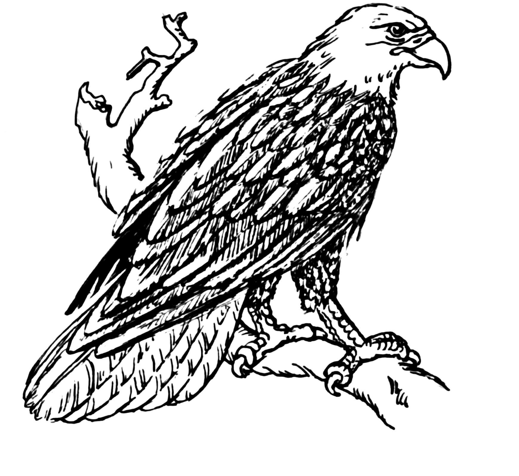 Dibujo de Águila Dibujada a Mano para Colorear