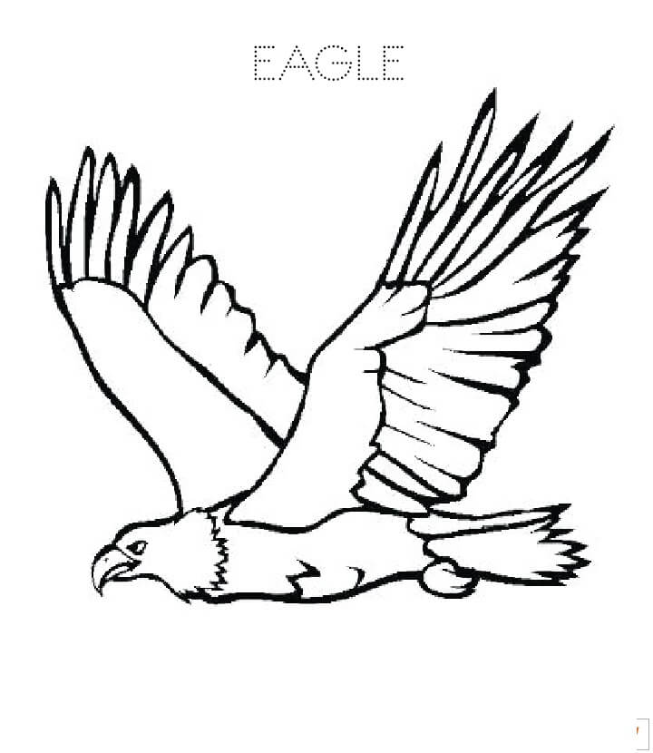 Dibujo de Águila Dibujo básico para Colorear