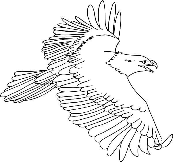 Dibujo de Águila Feliz para Colorear