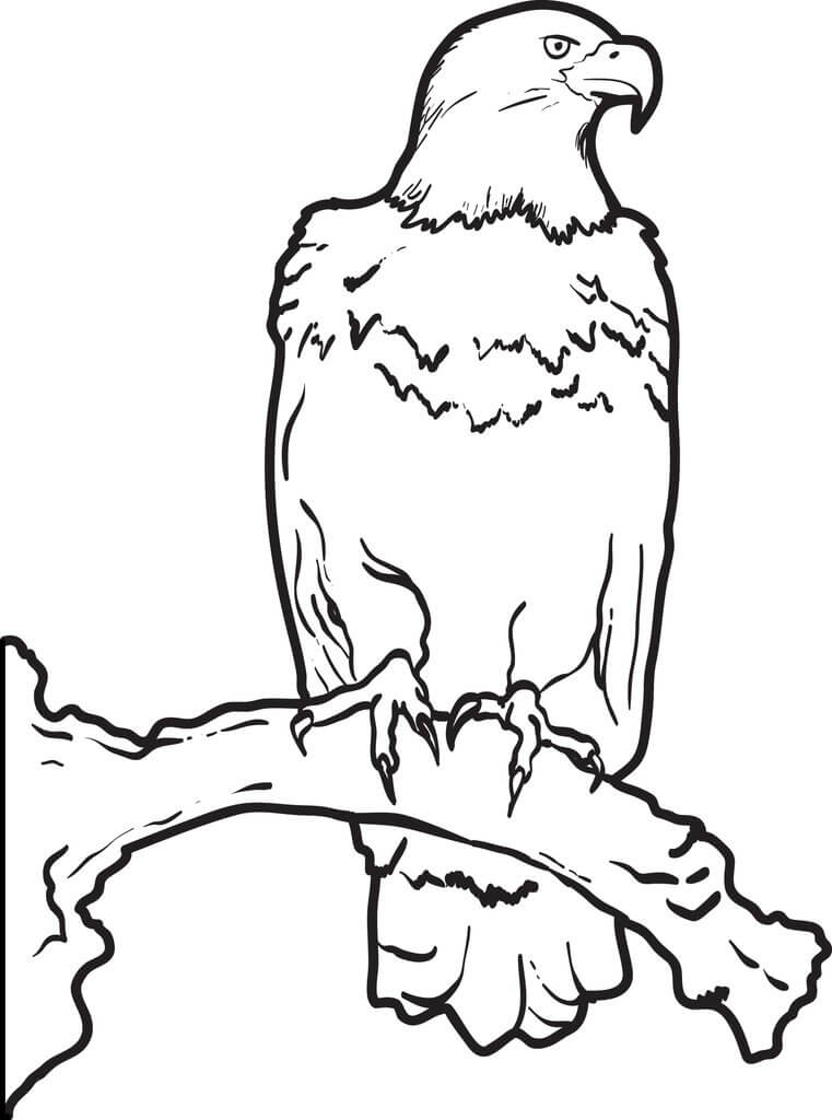 Dibujo de Águila Fresca de Pie en la Rama de un árbol para Colorear