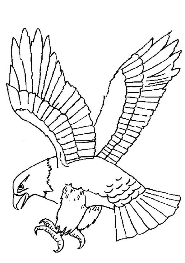 Dibujo de Águila Increible para Colorear