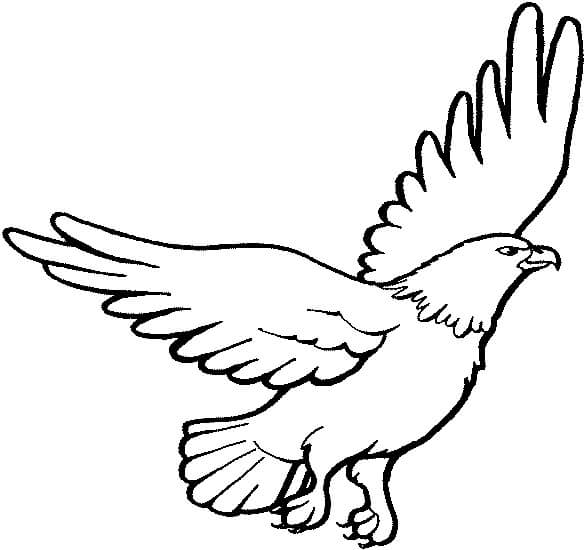 Dibujo de Águila Libre para Colorear