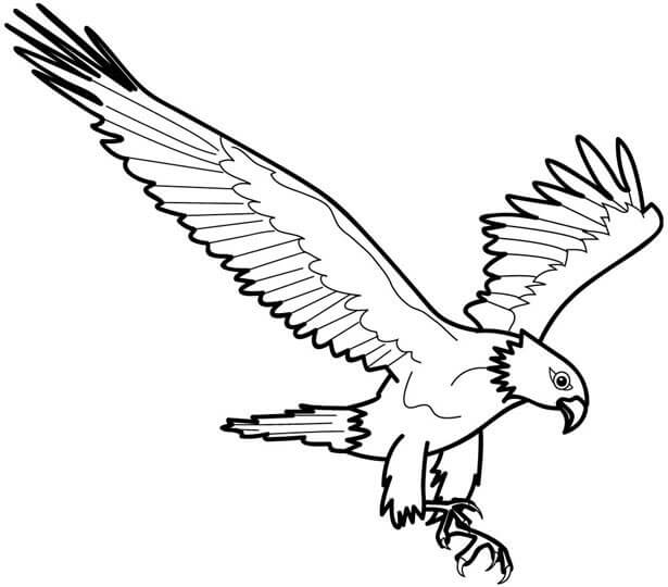 Dibujo de Águila Normal para Colorear