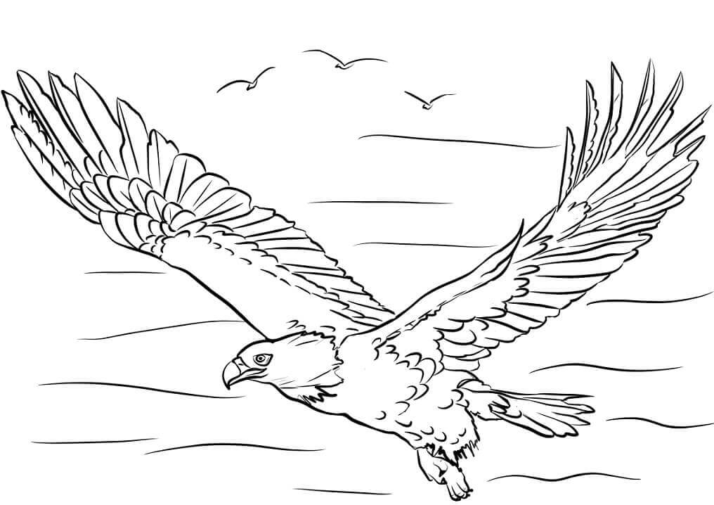 Dibujo de Águila Volando para Colorear