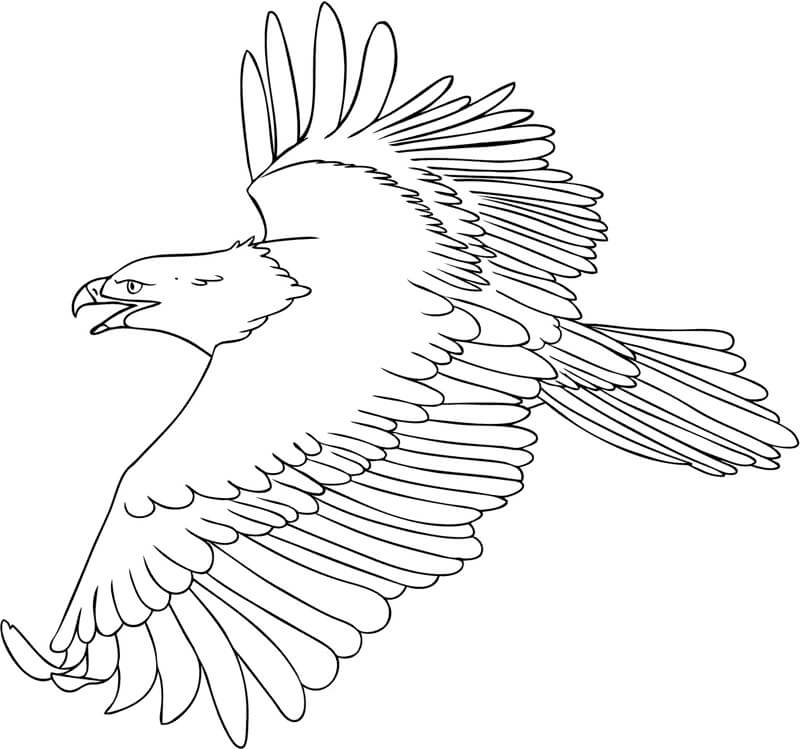 Dibujo de Cool águila Volando para Colorear