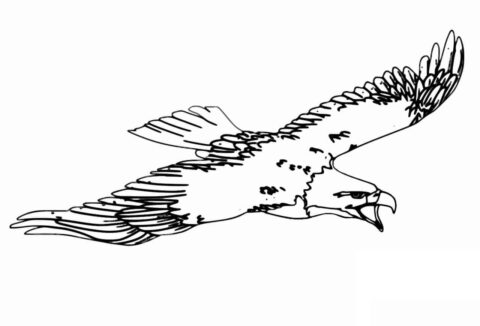 Dibujo de Gran Vuelo del águila para Colorear