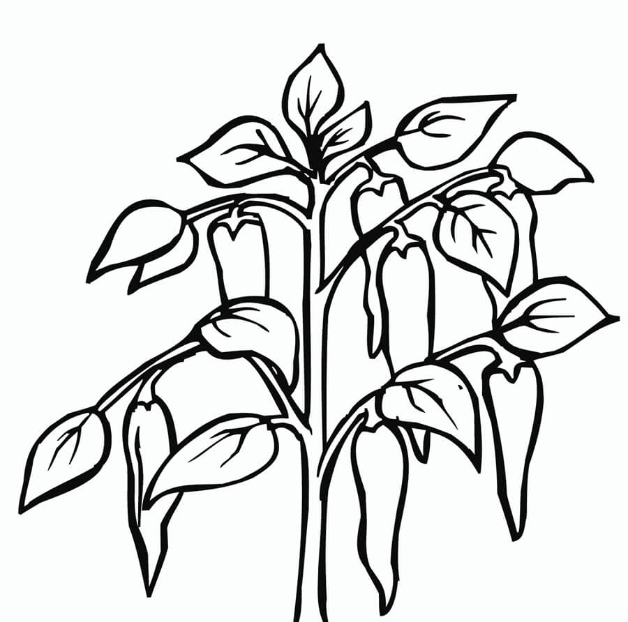 Dibujo de Aj de Rbol para Colorear