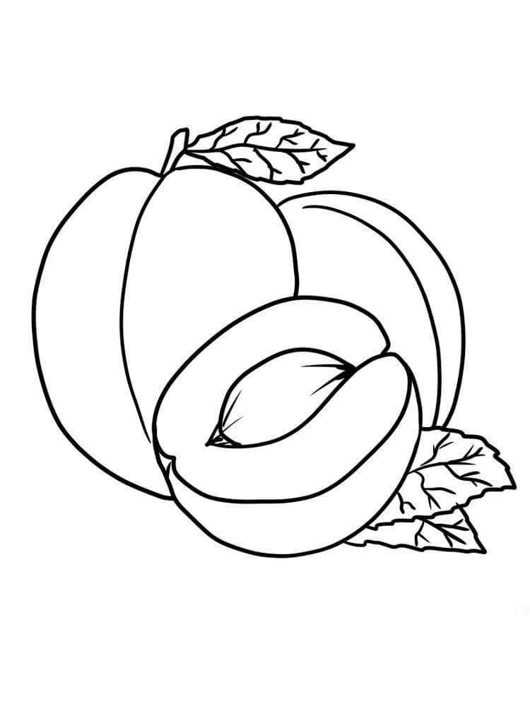 Dibujo de Albaricoque Bsico para Colorear
