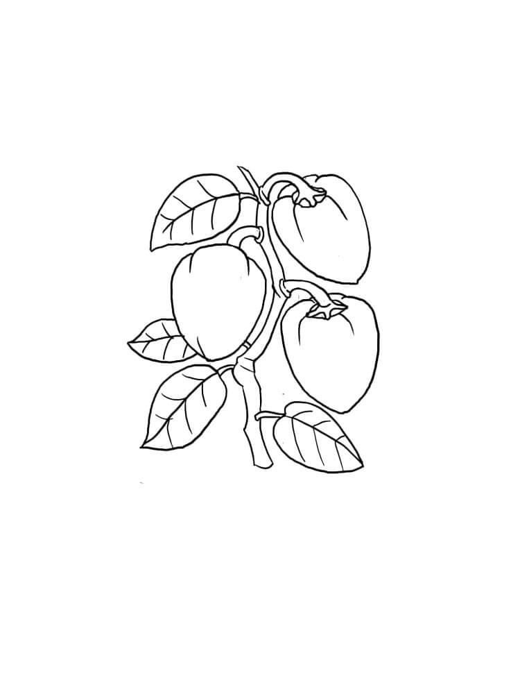 Dibujo de Albaricoque Imprimible para Colorear