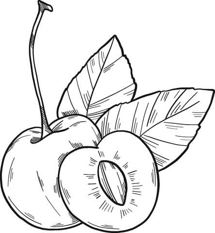 Dibujo de Dibujar a Mano Albaricoque para Colorear