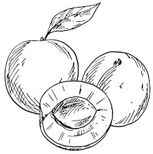 Dibujo de Tres Albaricoque para Colorear