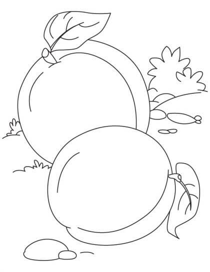 Dibujo de Dos Albaricoques Bsicos para Colorear