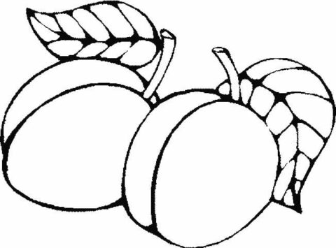 Dibujo de Dos Albaricoques Fcil para Colorear