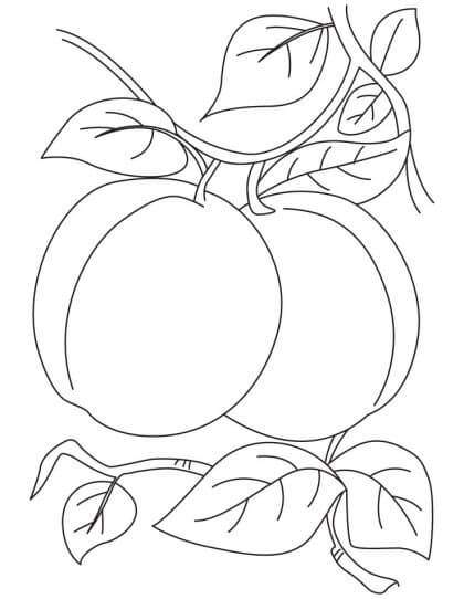Dibujo de Dos Albaricoques con Hoja para Colorear