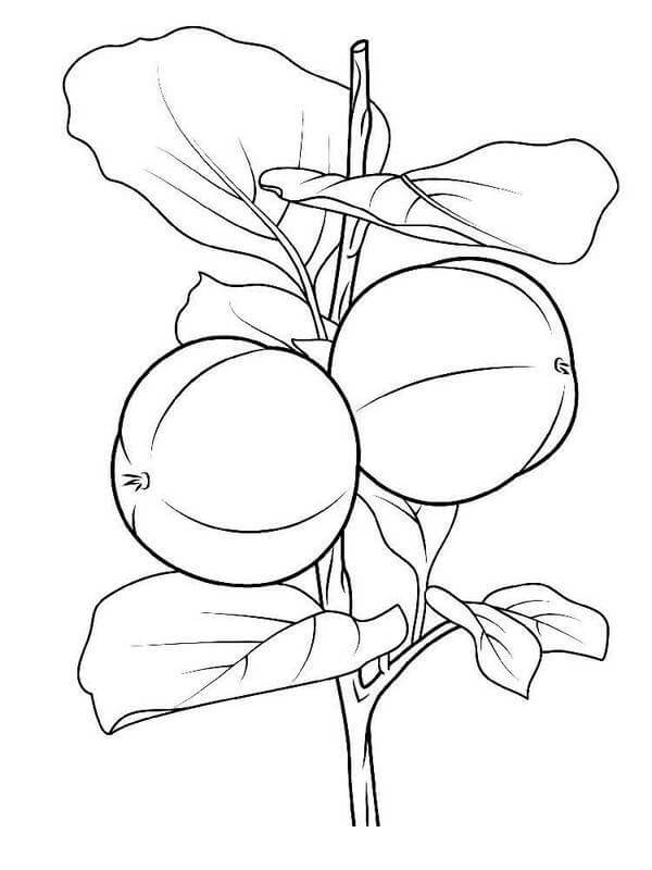 Dibujo de Dos Albaricoques en la Rama de un Rbol para Colorear