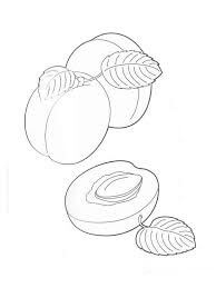 Dibujo de Dos Albaricoques y Medio Albaricoque para Colorear