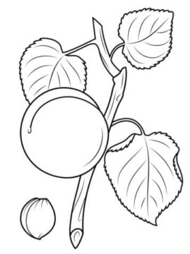 Dibujo de Rama de Albaricoque para Colorear