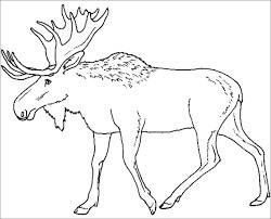 Dibujo de Alce Alce Carib para Colorear