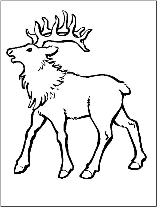 Dibujo de Alce Bsico para Colorear