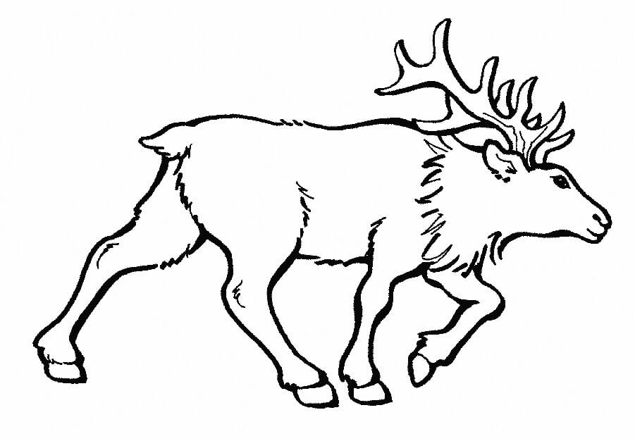 Dibujo de Alce Caminando para Colorear