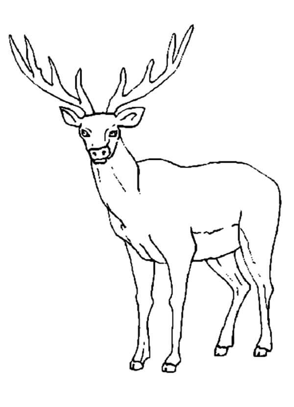 Dibujo de Alce Increble para Colorear