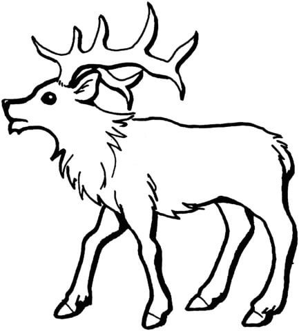 Dibujo de Alce Joven para Colorear