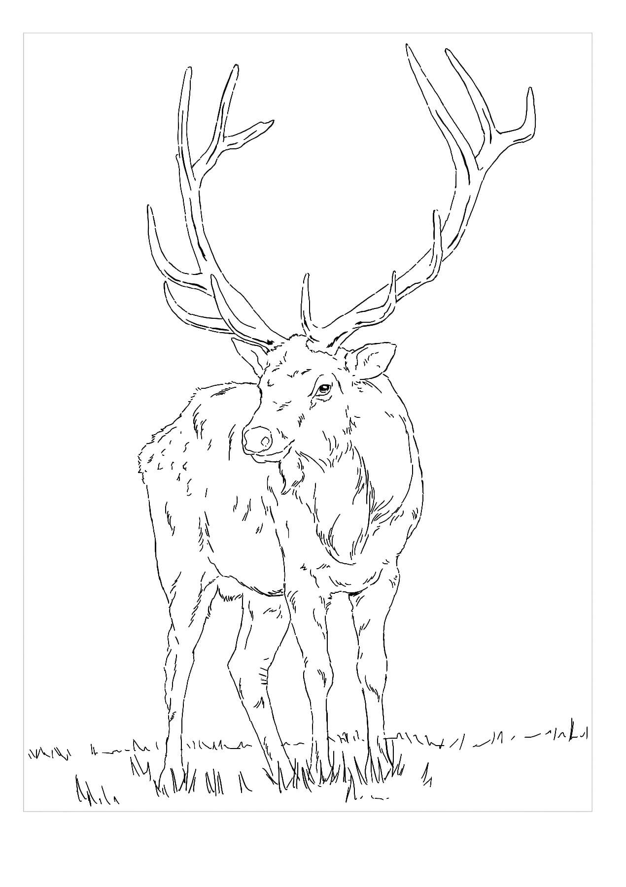 Dibujo de Alce Normal para Colorear