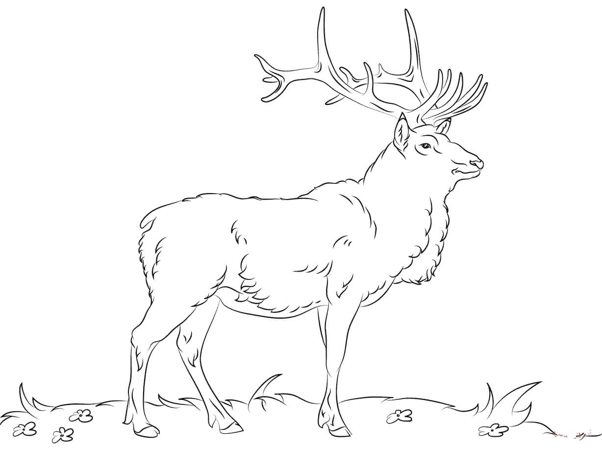 Dibujo de Alce Simple para Colorear