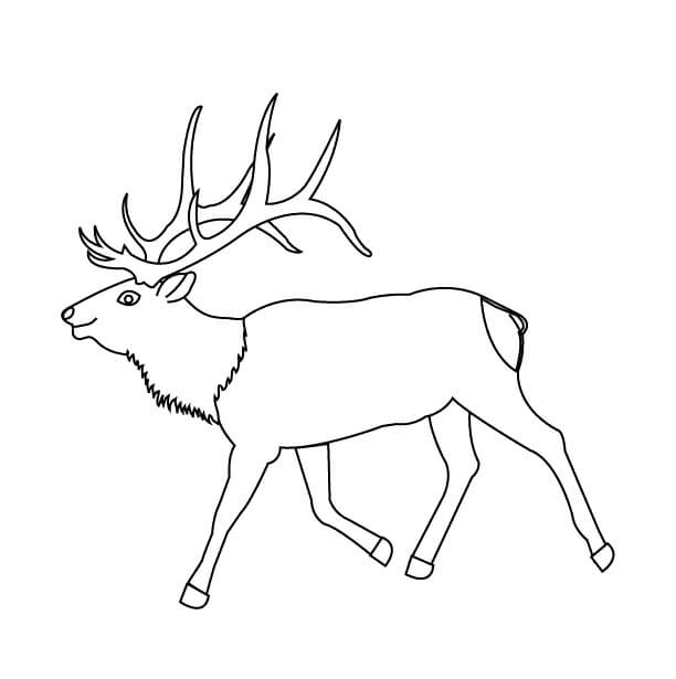 Dibujo de Alce Sonriente para Colorear