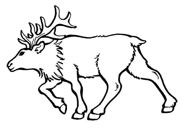 Dibujo de Alce Toro para Colorear