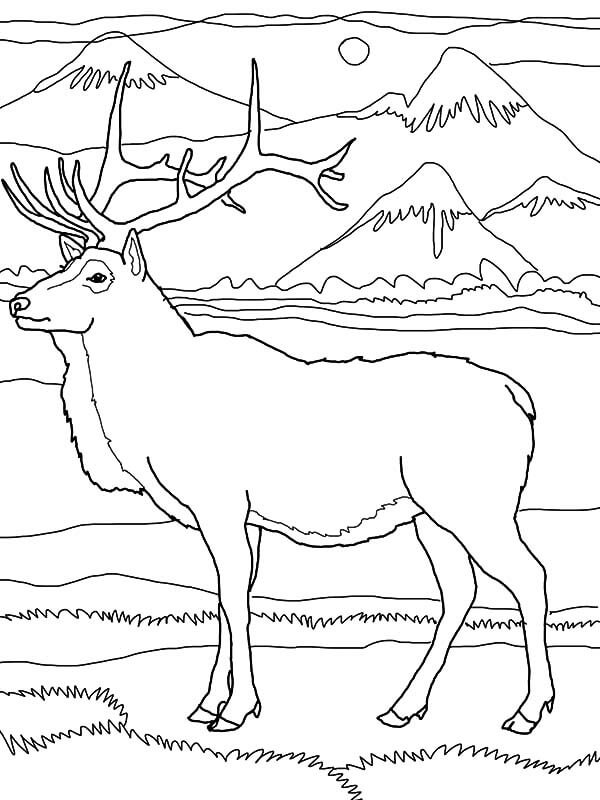 Dibujo de Alce por la Montaa para Colorear