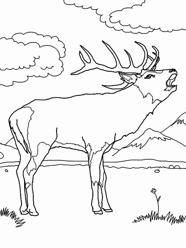 Dibujo de Alces Perfectos para Colorear