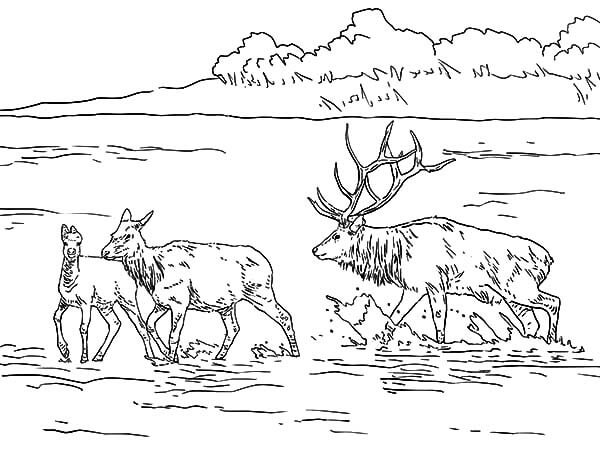 Dibujo de Alces en el Lago Poco Profundo para Colorear