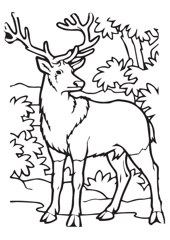 Dibujo de Alces en la Jungla para Colorear
