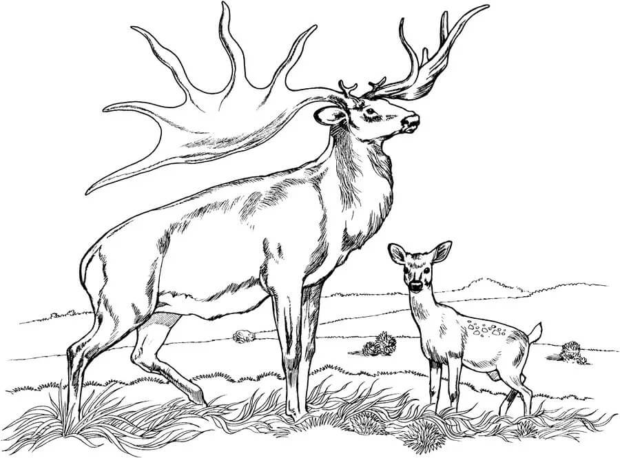 Dibujo de Madre e Hijo Alce para Colorear