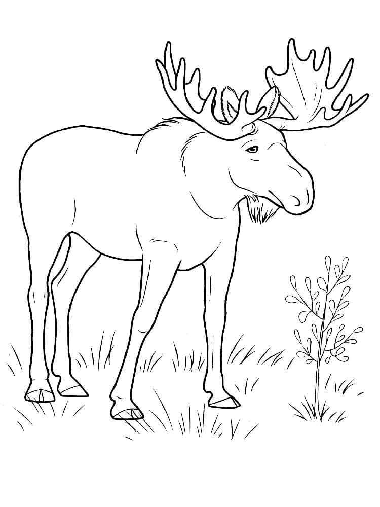 Dibujo de Viejo Alce para Colorear